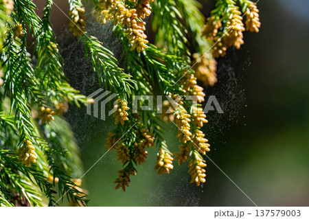 杉花粉 杉花粉 137579003