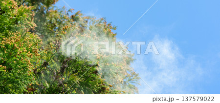 杉花粉 137579022