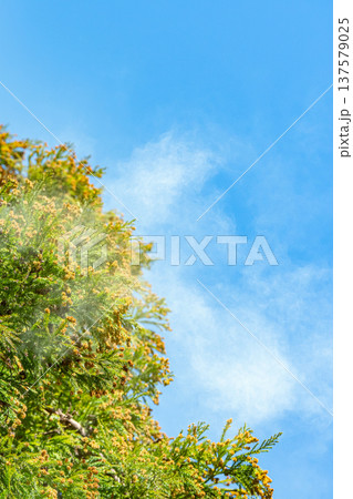 杉花粉 137579025