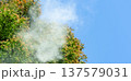 杉花粉 137579031