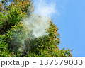 杉花粉 137579033