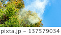 杉花粉 137579034
