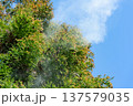 杉花粉 137579035