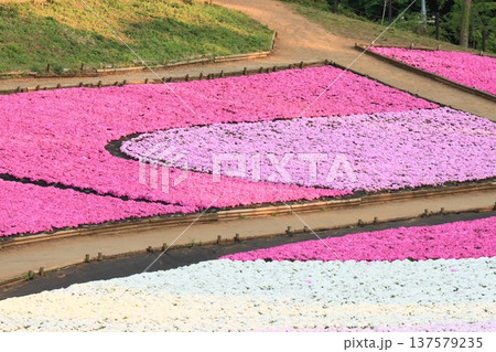 一面に広がる芝桜 満開の芝桜 一面に広がる芝桜 満開の芝桜 137579235