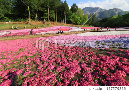 一面に広がる芝桜　満開の芝桜 137579236