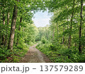 新緑の森の小道 137579289