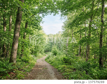 新緑の森の小道 137579289