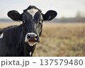 Portrait of a cow in a field. Generative AI 137579480