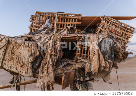 Pigeon sitting on wooden cages used for birds in Bedouin desert camp Egypt 137579508