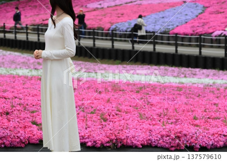 一面に広がる芝桜　満開の芝桜 137579610