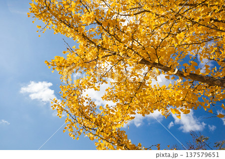11月の真っ黄色に紅葉したイチョウの葉 137579651