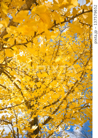 11月の真っ黄色に紅葉したイチョウの葉 11月の真っ黄色に紅葉したイチョウの葉 137579652