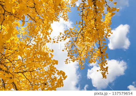 11月の真っ黄色に紅葉したイチョウの葉 137579654