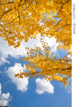 11月の真っ黄色に紅葉したイチョウの葉 137579655