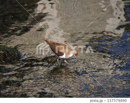 浜離宮の水路でエサを探すイソシギ 137579890