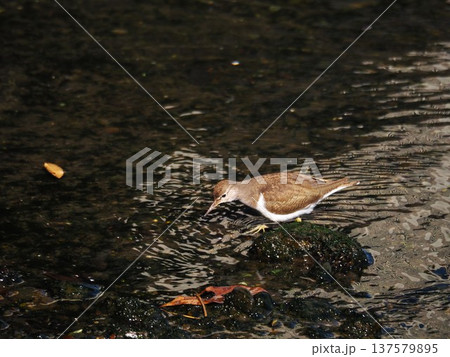 浜離宮の水路でエサを探すイソシギ 137579895