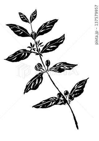 縦向きのコーヒーの木の枝イラスト(モノクロ) 縦向きのコーヒーの木の枝イラスト(モノクロ) 137579957