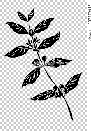 縦向きのコーヒーの木の枝イラスト(モノクロ) 縦向きのコーヒーの木の枝イラスト(モノクロ) 137579957