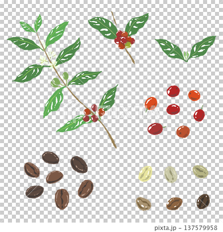 一組咖啡豆、樹枝和樹葉的插圖 137579958