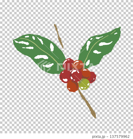 咖啡櫻桃和枝條的插圖 137579962