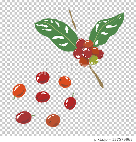咖啡櫻桃和枝條的插圖(不同角度) 咖啡櫻桃和枝條的插圖(不同角度) 137579965