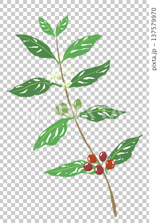 垂直咖啡樹枝插圖 137579970