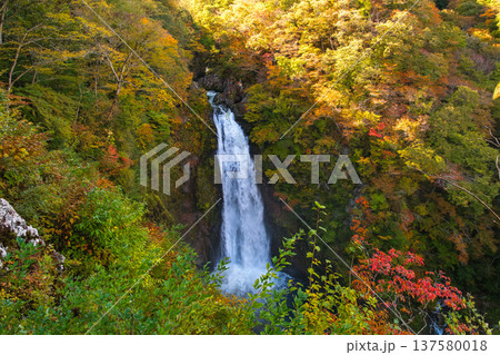 宮城県仙台市 色づき始めた紅葉の山々とダイナミックに流れ落ちる「秋保大滝」の絶景 宮城県仙台市 色づき始めた紅葉の山々とダイナミックに流れ落ちる「秋保大滝」の絶景 137580018