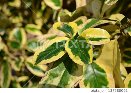 グミ・ギルドエッジ（グミ科）常緑低木の葉 137580091