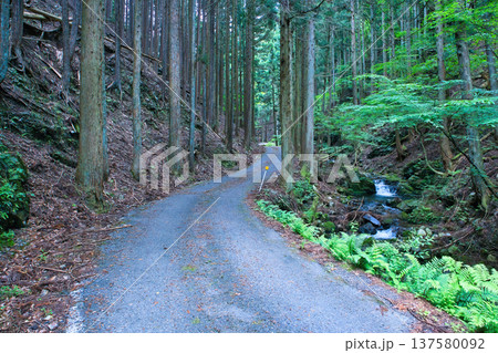 山の奥へと続く荒れている林道 137580092