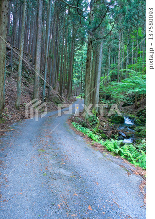 山の奥へと続く荒れている林道 137580093