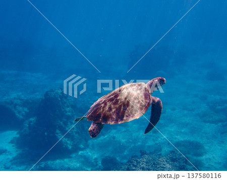 透明な南国の海で泳ぐウミガメとサンゴ礁の水中風景 137580116