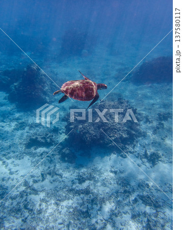 透明な南国の海で泳ぐウミガメとサンゴ礁の水中風景 137580117