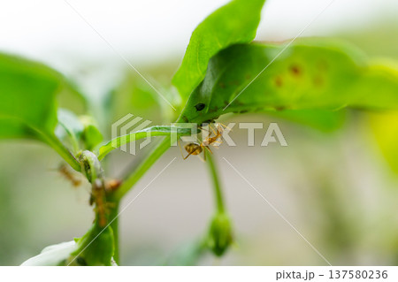 Ant Feeding On Aphids Under Green Plant Leaf 137580236