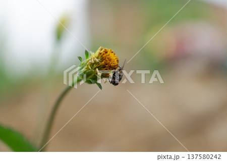 Fly On Wild Flower Bud Macro Nature Closeup 137580242