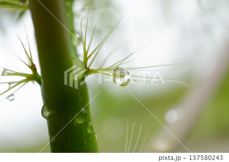 Fresh Rain Droplets On Green Tropical Leaf Macro 137580243