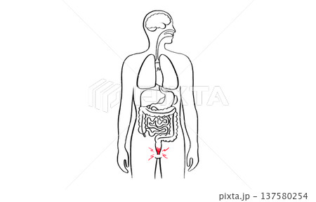 Human Organs Sketch 137580254