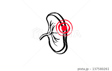 Human spleen sketch 137580261