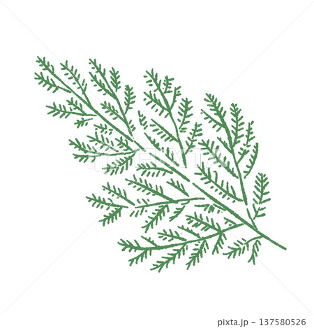 立ちカズラ・ひのき(ディル)のあしらいイラスト 立ちカズラ・ひのき(ディル)のあしらいイラスト 137580526