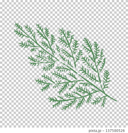 立ちカズラ・ひのき(ディル)のあしらいイラスト 立ちカズラ・ひのき(ディル)のあしらいイラスト 137580526