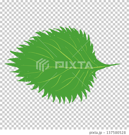 Illustration of shiso leaves 137580528