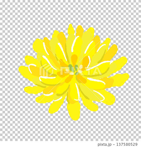 食用菊（刺身のタンポポ/菊）のイラスト 137580529