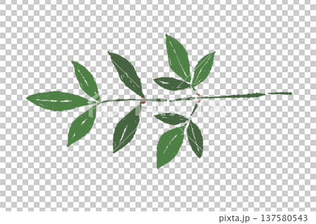 複数枚の南天(なんてん)の葉のイラスト 複数枚の南天(なんてん)の葉のイラスト 137580543