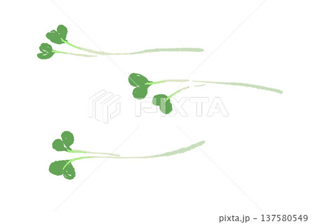 かいわれ大根（スプラウト）のあしらいイラスト 137580549