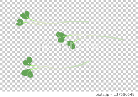 かいわれ大根（スプラウト）のあしらいイラスト 137580549