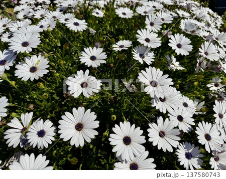 A close-up shot of an African daisy, Osteospermum, growing in a garden. The flowers bloom in spring. 137580743