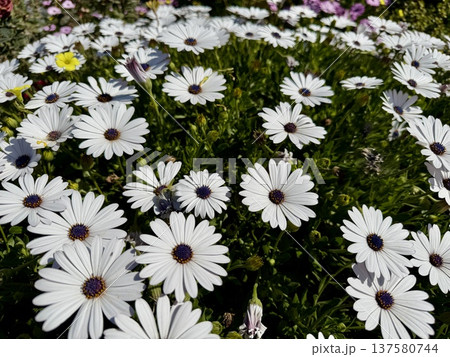 A close-up shot of an African daisy, Osteospermum, growing in a garden. The flowers bloom in spring. A close-up shot of an African daisy, Osteospermum, growing in a garden. The flowers bloom in spring. 137580744