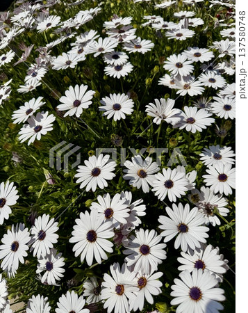 A close-up shot of an African daisy, Osteospermum, growing in a garden. The flowers bloom in spring. A close-up shot of an African daisy, Osteospermum, growing in a garden. The flowers bloom in spring. 137580748
