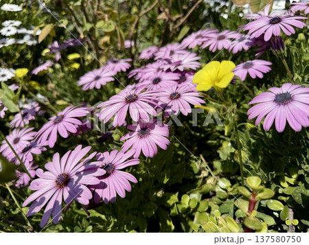 A close-up shot of an African daisy, Osteospermum, growing in a garden. The flowers bloom in spring. A close-up shot of an African daisy, Osteospermum, growing in a garden. The flowers bloom in spring. 137580750