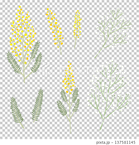 含羞草和滿天星手繪插圖套裝 137581145