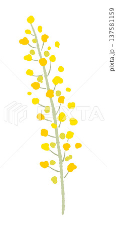 ミモザの花穂と枝(単体アップ)の手描きイラスト素材 ミモザの花穂と枝(単体アップ)の手描きイラスト素材 137581159
